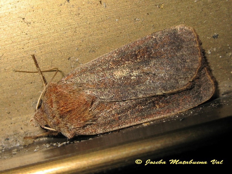 Noctuidae da id.